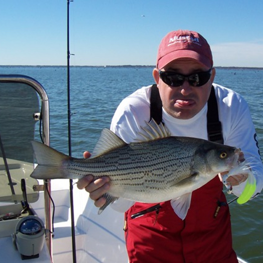 Pictures of Big Striped Bass Lake Tawakoni Fishing Guide