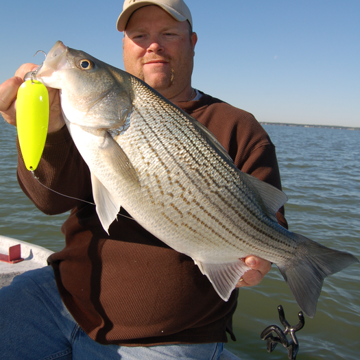 Pictures of Big Striped Bass Lake Tawakoni Fishing Guide