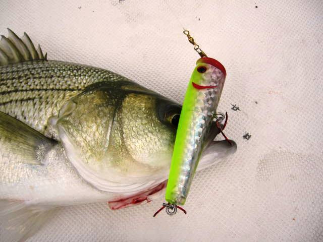 Lure of the Month: Got Stryper baits