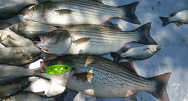 Fishing Flutter Spoons for Striped Bass - On The Water