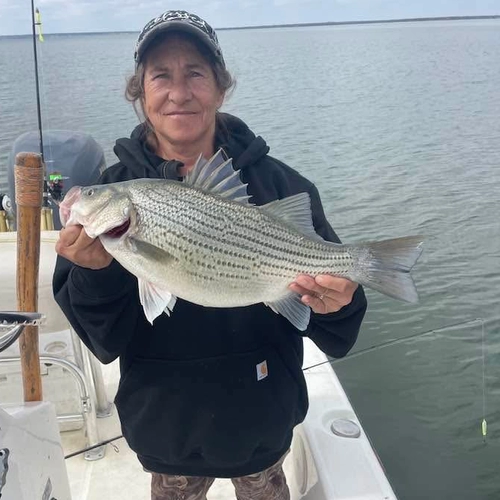 Hybrid Striper fishing Lake Tawakoni