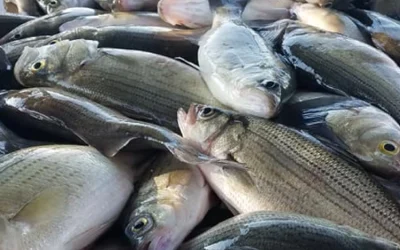 White Bass Fishing Lake Tawakoni