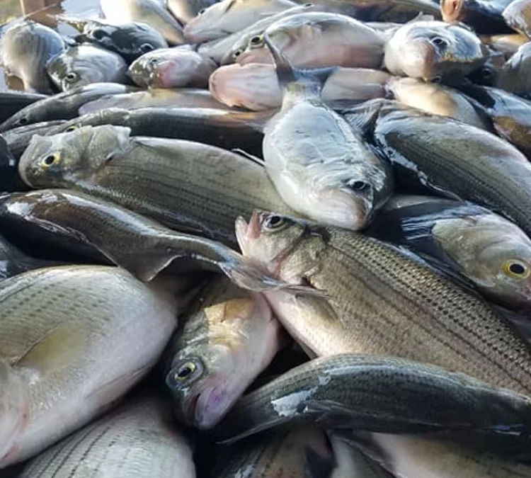 White Bass Fishing Lake Tawakoni