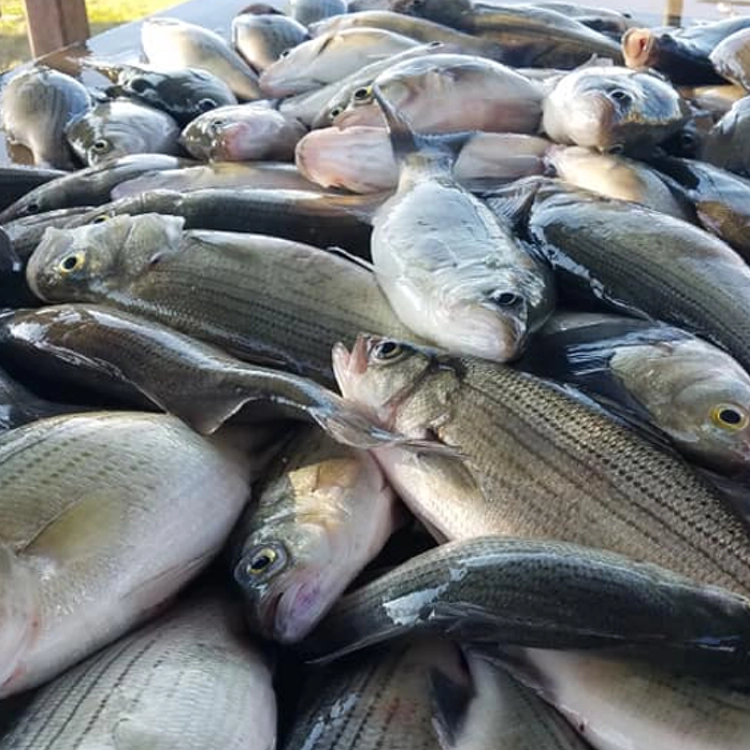 White bass catch on Lake Tawakoni piled on cleaning table after successful sand bass fishing trip